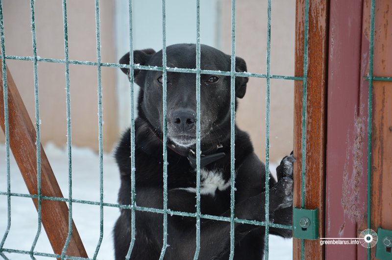 ÐÐ´Ð·ÑÐ½ Ð´Ð·ÐµÐ½Ñ Ð· Ð²Ð°Ð»Ð°Ð½ÑÑÑÐ°Ð¼Ñ ÑÐ°Ð±Ð°ÑÐ°Ð³Ð° Ð¿ÑÑÑÑÐ»ÐºÑ