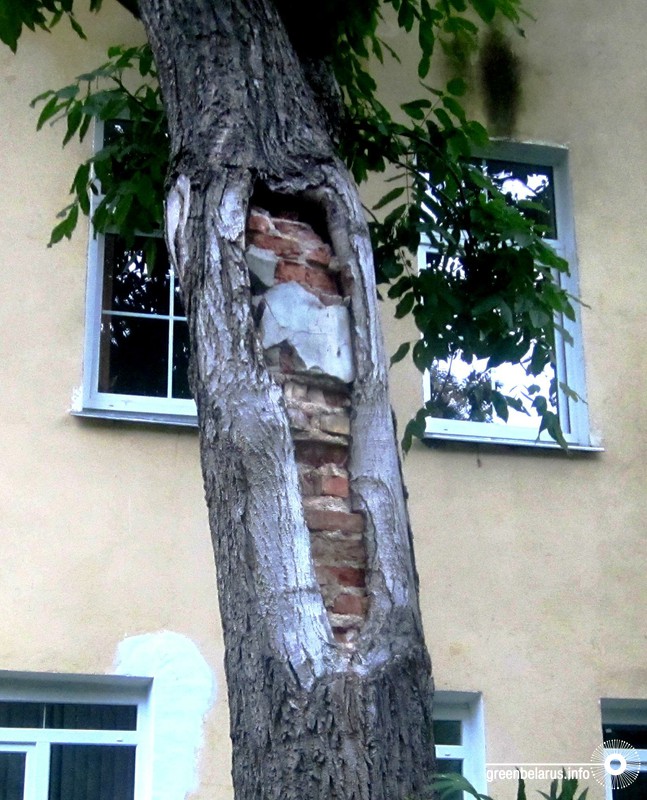 Ð¢Ð°Ðº ÑÐ°ÑÑÑÑ Ð½Ð¾Ð²Ð°Ñ ÐºÐ¾ÑÐ°, Ð¾ÐºÐ°Ð¹Ð¼Ð»ÑÑÑÐ°Ñ Ð½Ð°Ð¿Ð¾Ð»Ð½Ð¸ÑÐµÐ»Ñ Ð¸Ð· Ð³Ð»Ð¸Ð½ÑÐ½Ð¾Ð³Ð¾ ÐºÐ¸ÑÐ¿Ð¸ÑÐ° Ð¸ ÑÐµÐ¼ÐµÐ½ÑÐ½Ð¾Ð³Ð¾ ÑÐ°ÑÑÐ²Ð¾ÑÐ°. ÐÐµÐ· ÑÐ°ÐºÐ¾Ð³Ð¾ Ð»ÐµÑÐµÐ½Ð¸Ñ ÐºÐ¾ÑÐ° Ð½Ðµ ÑÐ¼Ð¾Ð¶ÐµÑ Ð¿Ð¾ÐºÑÑÑÑ Ð½ÐµÐ·Ð°ÑÐ¸ÑÑÐ½Ð½ÑÑ Ð´ÑÐµÐ²ÐµÑÐ¸Ð½Ñ.