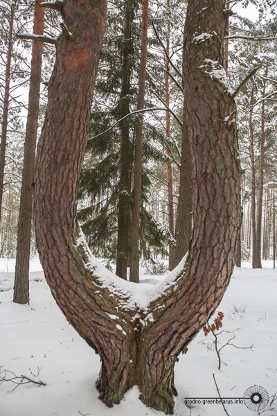 ÐÐµÐ¾Ð±ÑÑÐ½Ð°Ñ ÑÐ¾ÑÐ½Ð°