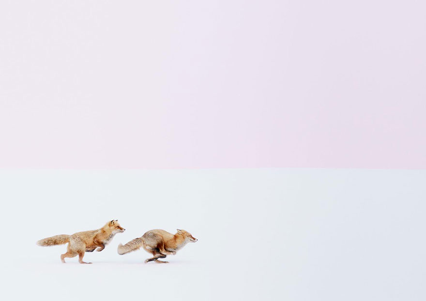  ÐÐ¸ÑÑÐ¸ Ð´Ð¾Ð³Ð¾Ð½ÑÐ»ÐºÐ¸