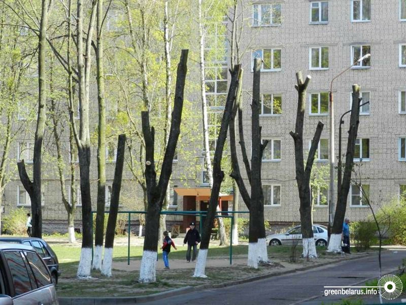 ÐÐ±ÑÐµÐ·ÐºÐ° Ð´ÐµÑÐµÐ²ÑÐµÐ² Ð² Ð¾Ð´Ð½Ð¾Ð¼ Ð¸Ð· Ð¼Ð¸Ð½ÑÐºÐ¸Ñ Ð´Ð²Ð¾ÑÐ¾Ð², 2015 Ð³Ð¾Ð´