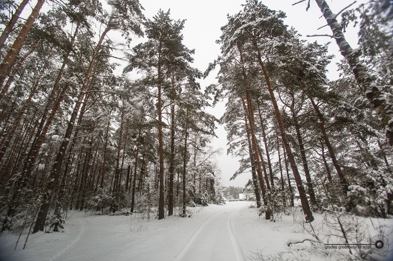 ÐÐ¾ÑÐ¾Ð³Ð° Ð² Ð´ÐµÑÐµÐ²Ð½Ñ
