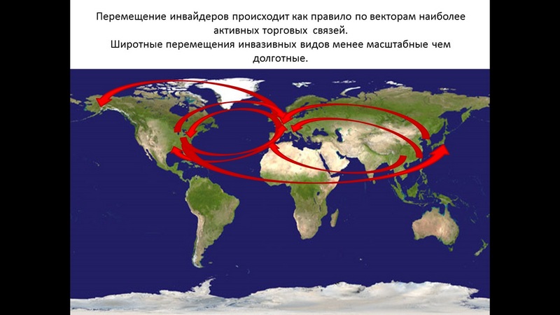 ÐÑÐ¸Ð¼ÐµÑÑ Ð¿ÐµÑÐµÐ¼ÐµÑÐµÐ½Ð¸Ñ Ð¸Ð½Ð²Ð°Ð·Ð¸Ð²Ð½ÑÑ Ð¼Ð¸ÐºÑÐ¾Ð¾ÑÐ³Ð°Ð½Ð¸Ð·Ð¼Ð¾Ð², Ð¿Ð¾ÑÐ°Ð¶Ð°ÑÑÐ¸Ñ Ð´ÐµÑÐµÐ²ÑÑ