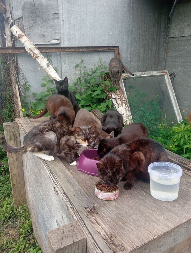 ÐÐ¾Ð»Ð¾Ð½Ð¸Ñ ÐºÐ¾ÑÐ¾Ð²
