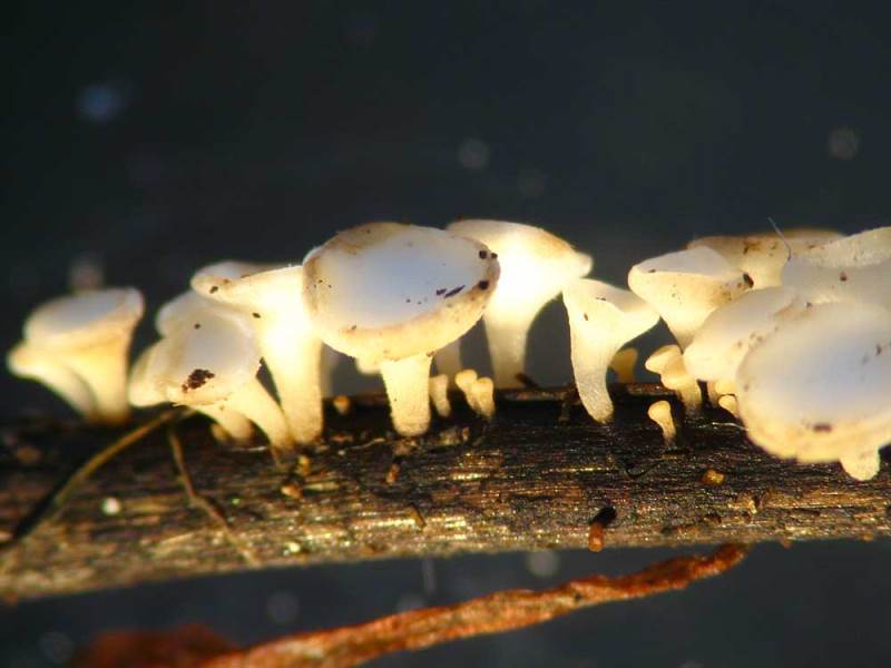 Hymenoscyphus fraxineus
