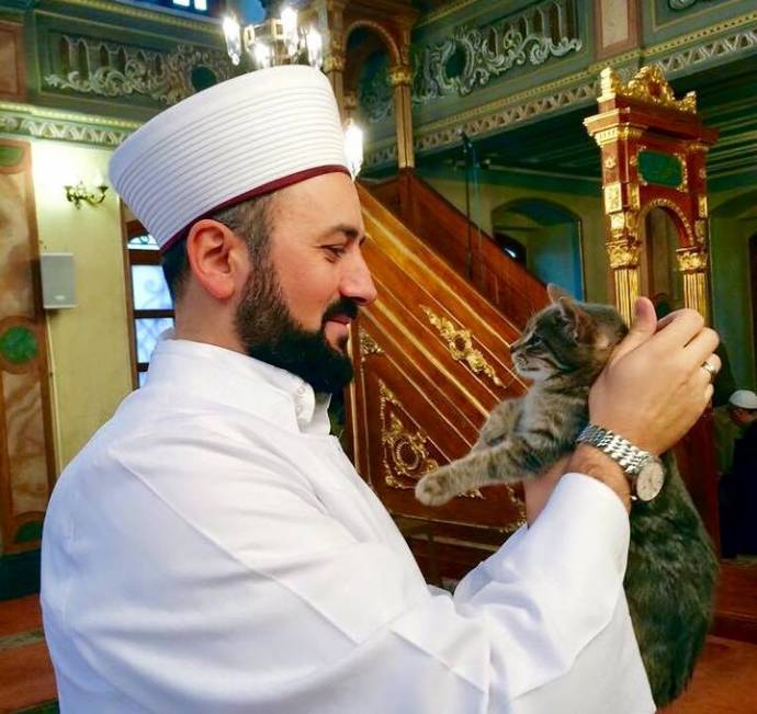 Кошачий приют в мечети в Стамбуле