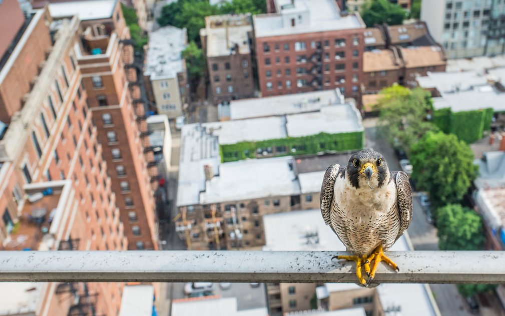 ÐÑÐº ÐÑÑÑÐ¸ ÑÑÐ°Ð» ÑÐ°Ð¼ÑÐ¼ Ð¼Ð¾Ð»Ð¾Ð´ÑÐ¼ ÑÐºÐ¾Ð»Ð¾Ð³Ð¸ÑÐµÑÐºÐ¸Ð¼ ÑÐ¾ÑÐ¾Ð³ÑÐ°ÑÐ¾Ð¼ 2016 Ð³Ð¾Ð´Ð° Ð·Ð° ÑÐ²Ð¾Ðµ ÑÐ¼ÐµÐ»Ð¾Ðµ ÑÐ¾ÑÐ¾ Â«PoserÂ». Ð¡Ð°Ð¿ÑÐ°Ð½Ñ Ð±ÑÐ»Ð¸ Ð¸ÑÑÑÐµÐ±Ð»ÐµÐ½Ñ Ð² ÑÑÐ°ÑÐµ ÐÐ»Ð»Ð¸Ð½Ð¾Ð¹Ñ Ð² 60-Ñ Ð³Ð¾Ð´Ð°Ñ, Ð½Ð¾ Ð² 80-Ñ Ð½Ð°ÑÐ°Ð»Ð°ÑÑ Ð¿ÑÐ¾Ð³ÑÐ°Ð¼Ð¼Ð° Ð¿Ð¾ Ð²Ð¾ÑÑÑÐ°Ð½Ð¾Ð²Ð»ÐµÐ½Ð¸Ñ Ð¿Ð¾Ð¿ÑÐ»ÑÑÐ¸Ð¸ ÑÐ¾ÐºÐ¾Ð»Ð¾Ð²