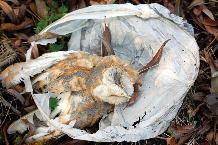 Ð¡ÑÐ¾ÑÑ Ð»Ð¸ Ð¶Ð¸Ð²Ð¾ÑÐ½ÑÐµ Ð¸ Ð¿ÑÐ¸ÑÑ Ð½Ð°ÑÐµÐ³Ð¾ Ð¼Ð¸Ð½ÑÑÐ½Ð¾Ð³Ð¾ ÑÐ´Ð¾Ð²Ð¾Ð»ÑÑÑÐ²Ð¸Ñ? Ð¤Ð¾ÑÐ¾ eco4freak.blogspot.com.by