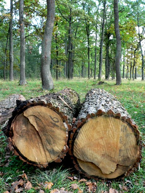 Ð£ Ð²ÑÐ½ÑÐºÑ ÑÐ°Ð½ÑÑÐ°ÑÐ½ÑÑ Ð²ÑÑÐµÑÐ°Ðº Ñ Ð´ÑÐ±ÑÐ¾Ð²Ð°Ñ Ð½Ð°ÑÑÑÐ½Ð°Ð»ÑÐ½Ð°Ð³Ð° Ð¿Ð°ÑÐºÐ° "ÐÑÑÐ¿ÑÑÐºÑ" Ð°ÑÑÑÐ¼Ð¾ÑÐ²Ð°ÑÑÑ ÑÑÑÐ½Ð°Ð»Ð°Ð³ÑÑÐ½ÑÑ ÑÑÑÐ°Ð²ÑÐ½Ñ