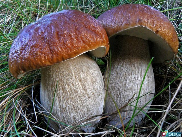 ÐÐ¾ÑÐ¾Ð²Ð¸ÐºÐ¾Ð² Ð½Ð° Ð¼Ð°Ð»ÐµÐ½ÑÐºÐ¾Ð¹ Ð¿Ð¾Ð»ÑÐ½ÐºÐµ Ð¾ÐºÐ°Ð·Ð°Ð»Ð¾ÑÑ 100 ÑÑÑÐº!