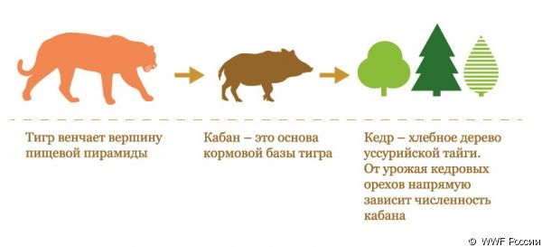 Амурскому тигру угрожает голодная смерть