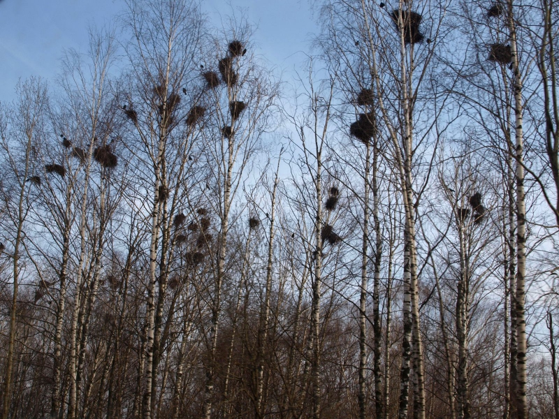 ÐÐ°Ð»Ð¾Ð½ÑÑ Ð³ÑÐ°ÐºÐ¾Ñ â Ð³ÑÑÐ° ÑÐ°ÑÐ°Ð¼ ÑÑÐ¼Ð½Ð°, Ð°Ð»Ðµ Ð±ÑÑÐ¿ÐµÑÐ½Ð°!