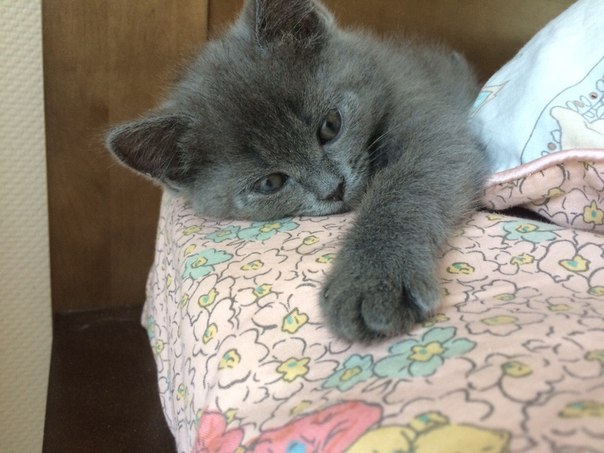 ÐÐ´Ð¸Ð½ Ð¸Ð· ÑÐ¿Ð°ÑÑÐ½Ð½ÑÑ ÐÐ»ÑÐ³Ð¾Ð¹ ÐºÐ¾ÑÑÐ½Ð¾Ðº