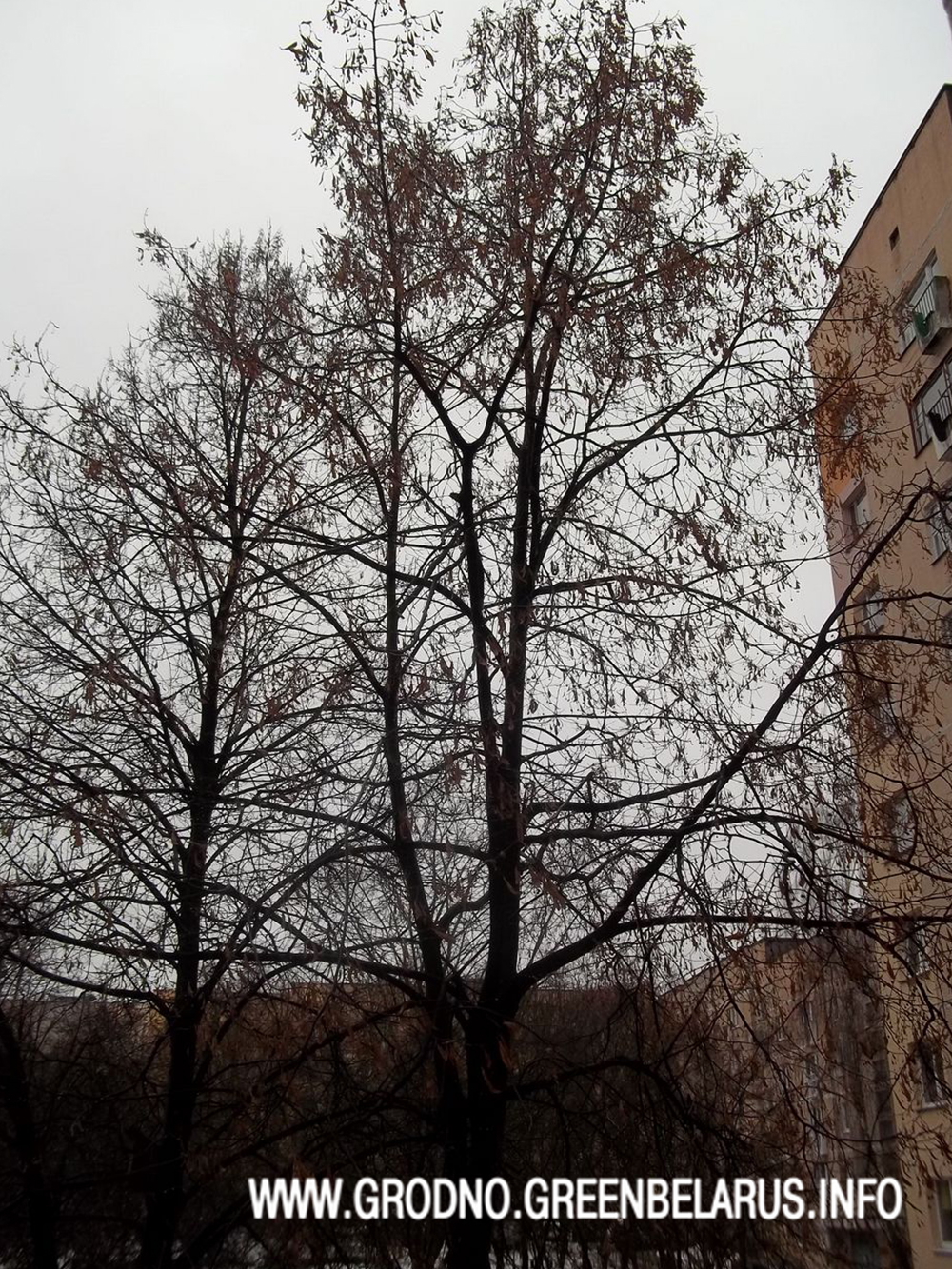 ÐÐµÑÐµÐ²Ð¾, Ð½Ð° ÐºÐ¾ÑÐ¾ÑÐ¾Ð¼ ÑÐµÑÐ²ÐµÑÐ¾ ÑÑÑÐ¾Ðº Ð¿ÑÐ¾ÑÐ¸Ð´ÐµÐ» ÐºÐ¾Ñ