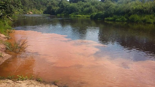 Фотофакт: река Лучоса в Витебске покрылась «ржавыми» пятнами