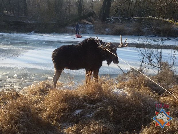 Как спасатели доставали из полыньи лося