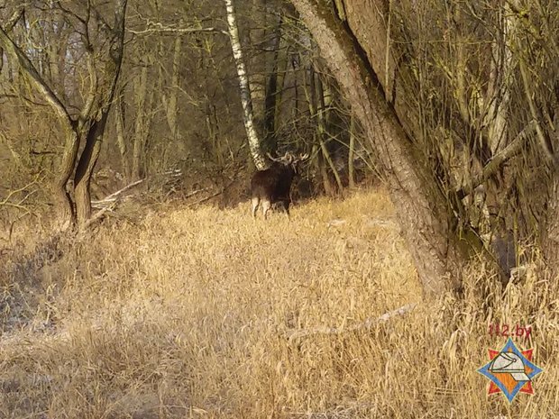 Как спасатели доставали из полыньи лося
