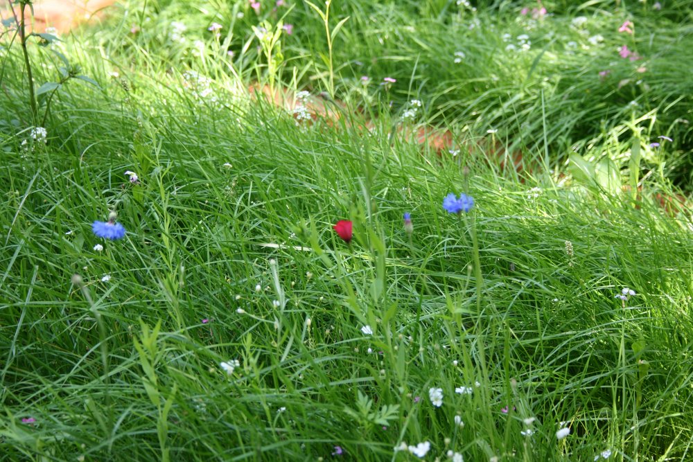 green-life.ru