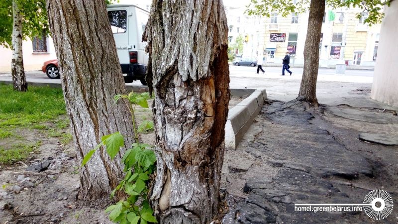 ÐÐ¾ ÑÐ»Ð¾Ð²Ð°Ð¼ Ð¶Ð¸ÑÐµÐ»ÐµÐ¹, Ð°ÐºÐ°ÑÐ¸Ð¸ Ð² ÑÐ²Ð¾Ñ Ð²ÑÐµÐ¼Ñ Ð·Ð°Ð´ÐµÐ» Ð³ÑÑÐ·Ð¾Ð²Ð¸Ðº. ÐÐ° Ð¸Ñ ÑÐ¾ÑÑÐ¾ÑÐ½Ð¸ÐµÐ¼ Ñ ÑÐµÑ Ð¿Ð¾Ñ Ð½Ð¸ÐºÑÐ¾ Ð½Ðµ ÑÐ»ÐµÐ´Ð¸Ð»