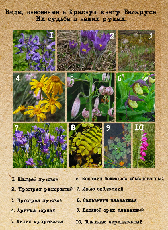 Ð¤Ð¾ÑÐ¾ ÐÑÐºÐ°Ð´Ð¸Ñ Ð¡ÐºÑÑÐ°ÑÐ¾Ð²Ð¸ÑÐ° Ð¸ ÐÐ¼Ð¸ÑÑÐ¸Ñ ÐÑÐ±Ð¾Ð²Ð¸ÐºÐ°