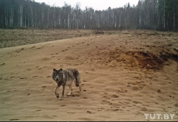ÐÐ¾Ð»Ðº Ð² Ð´Ð¸ÐºÐ¾Ð¹ Ð¿ÑÐ¸ÑÐ¾Ð´Ðµ ÐÐ°Ð»Ð¸Ð±Ð¾ÐºÑÐºÐ¾Ð¹ Ð¿ÑÑÐ¸. Ð¡Ð½Ð¸Ð¼Ð¾Ðº ÑÐ´ÐµÐ»Ð°Ð½ Ð¿ÑÐ¸ Ð¿Ð¾Ð¼Ð¾ÑÐ¸ ÑÐ¾ÑÐ¾Ð»Ð¾Ð²ÑÑÐºÐ¸ ÐÐ°Ð´Ð¸Ð¼Ð° Ð¡Ð¸Ð´Ð¾ÑÐ¾Ð²Ð¸ÑÐ°.