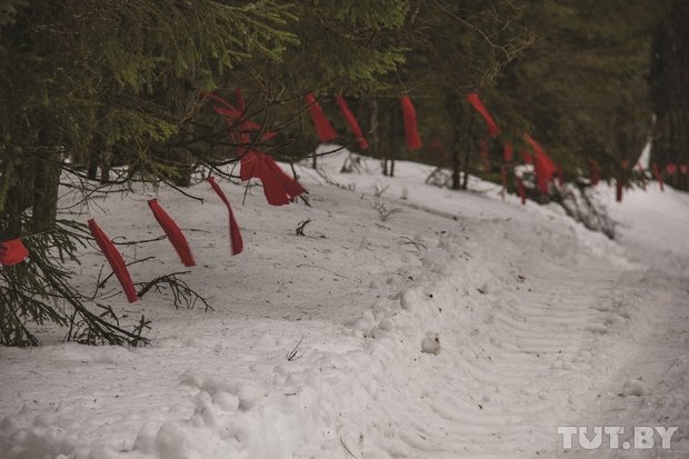 Ð¢Ð°Ðº Ð²ÑÐ³Ð»ÑÐ´ÑÑ ÐºÑÐ°ÑÐ½ÑÐµ ÑÐ»Ð°Ð¶ÐºÐ¸, ÐºÐ¾ÑÐ¾ÑÑÐ¼Ð¸ Ð¾Ð±ÐºÐ»Ð°Ð´ÑÐ²Ð°ÑÑ ÑÐµÑÑÐ¸ÑÐ¾ÑÐ¸Ñ Ð² Ð½Ð°ÑÐ°Ð»Ðµ Ð¾ÑÐ¾ÑÑ Ð½Ð° Ð²Ð¾Ð»ÐºÐ¾Ð². ÐÐ¸Ð²Ð¾ÑÐ½ÑÐµ Ð¿ÑÐ³Ð°ÑÑÑÑ ÑÐ»Ð°Ð¶ÐºÐ¾Ð² Ð¸ Ð½Ðµ Ð¼Ð¾Ð³ÑÑ Ð²ÑÐ¹ÑÐ¸ Ð·Ð° Ð½Ð¸Ñ, Ð¾ÑÑÐ°Ð²Ð°ÑÑÑ Ð² ÑÐ²Ð¾ÐµÐ¾Ð±ÑÐ°Ð·Ð½Ð¾Ð¼ Ð·Ð°Ð³Ð¾Ð½Ðµ. 