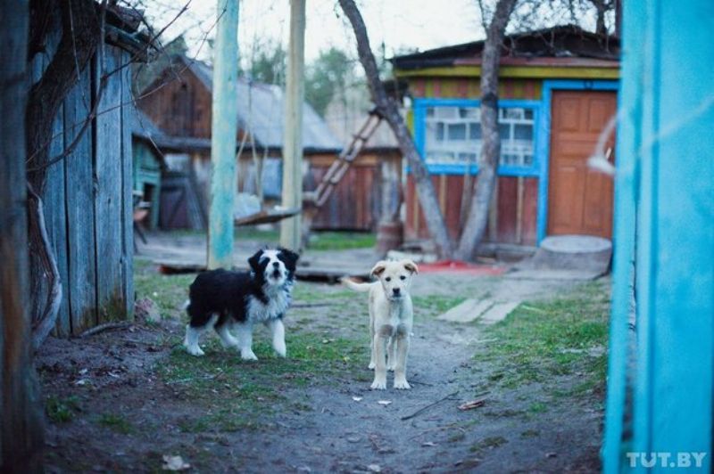Ð¡ÐµÐ¹ÑÐ°Ñ Ð½Ð° Ð²ÑÐµ ÐÑÐ°ÑÑÐºÐ¾Ðµ Ð»Ð¸ÑÑ Ð¿Ð°ÑÐ° ÑÐ¾Ð±Ð°Ðº, Ð¸ ÑÐ¾ ÑÐµÐ½ÐºÐ¸ â ÐÐ°Ð»ÑÑ Ð¸ Ð&nbsp;Ð¾Ð·Ð°. ÐÐ°Ð´ÐµÐ¶Ð´Ð° Ð¸Ñ Ð·Ð°Ð²ÐµÐ»Ð° Ð¿Ð¾ÑÐ»Ðµ ÑÐ¾Ð³Ð¾, ÐºÐ°Ðº Ð²Ð¾Ð»ÐºÐ¸ Ð·Ð°Ð³ÑÑÐ·Ð»Ð¸ ÐµÐµ ÑÐµÑÐ²ÐµÑÐ¾Ð½Ð¾Ð³Ð¾ Ð´ÑÑÐ³Ð° Ð¦ÑÐ³Ð°Ð½Ð°.