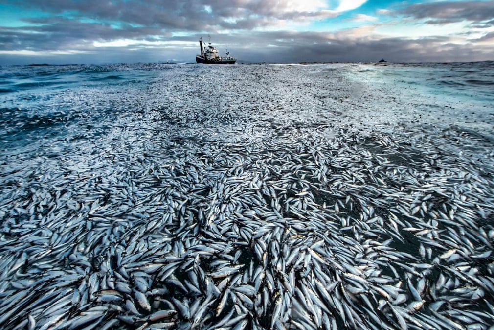 Ð§Ð¸ÑÑÑÐ¹ ÑÐ±ÑÑÐ¾Ðº, ÐÑÐ´ÑÐ½ Ð&nbsp;Ð¸ÐºÐ°ÑÐ´ÑÐµÐ½, ÐÐ¾ÑÐ²ÐµÐ³Ð¸Ñ/Wildlife Photographer of the Year/PA