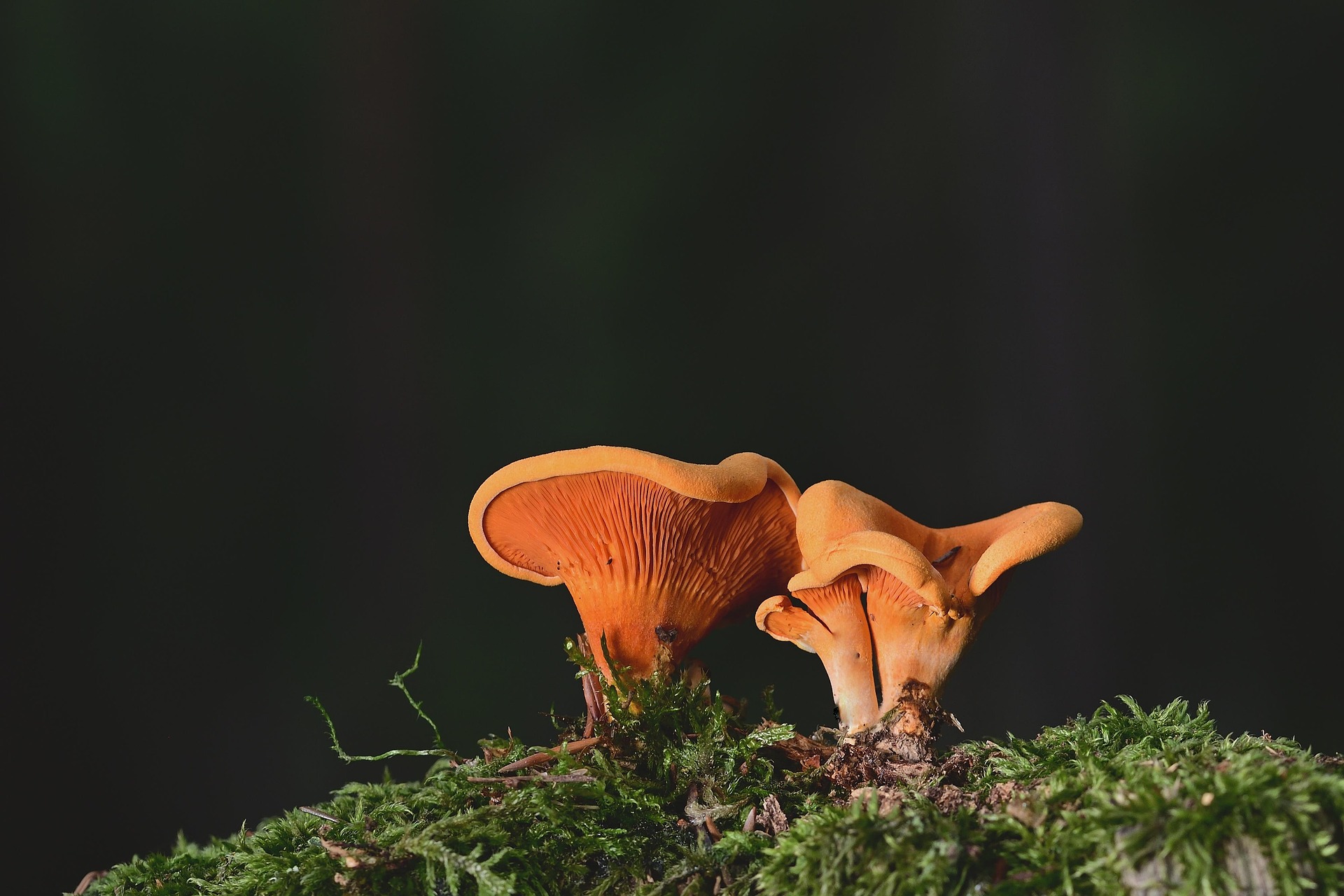 Ð¤Ð¾ÑÐ° - pixabay.com