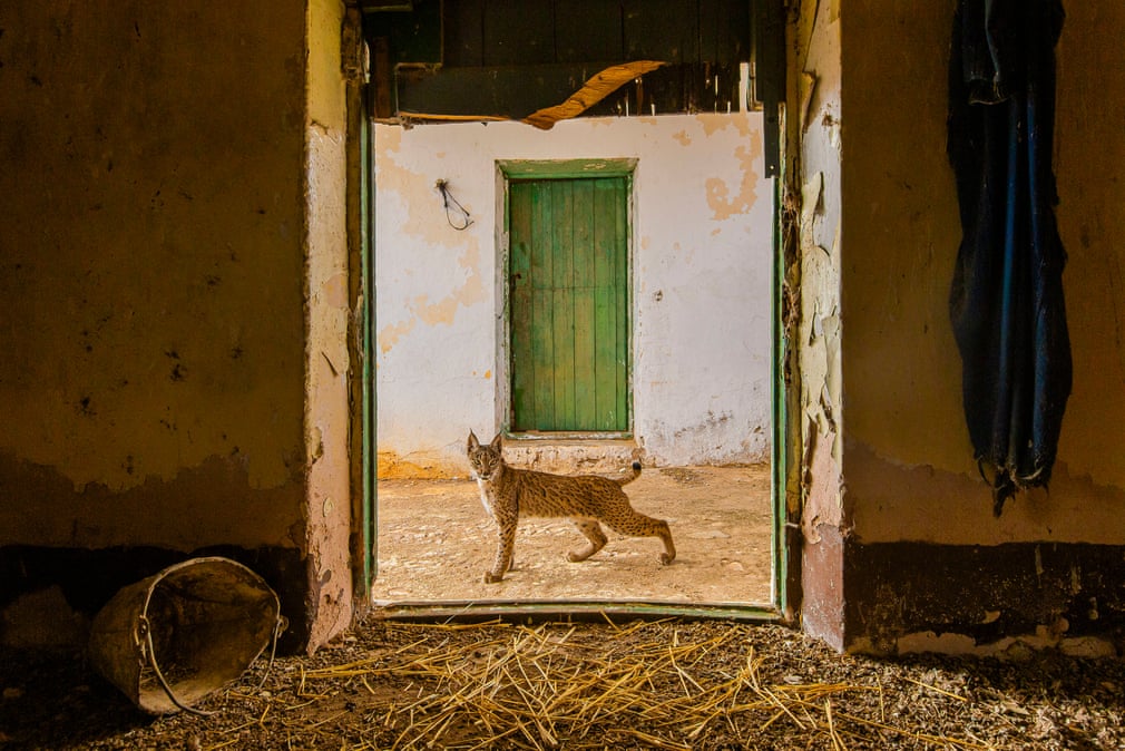 Ð&nbsp;ÑÑÑ Ð½Ð° Ð¿Ð¾ÑÐ¾Ð³Ðµ, Ð¡ÐµÑÑÐ¸Ð¾ ÐÐ°ÑÐ¸ÑÑÐ°Ð½, ÐÑÐ¿Ð°Ð½Ð¸Ñ/Wildlife Photographer of the Year/PA