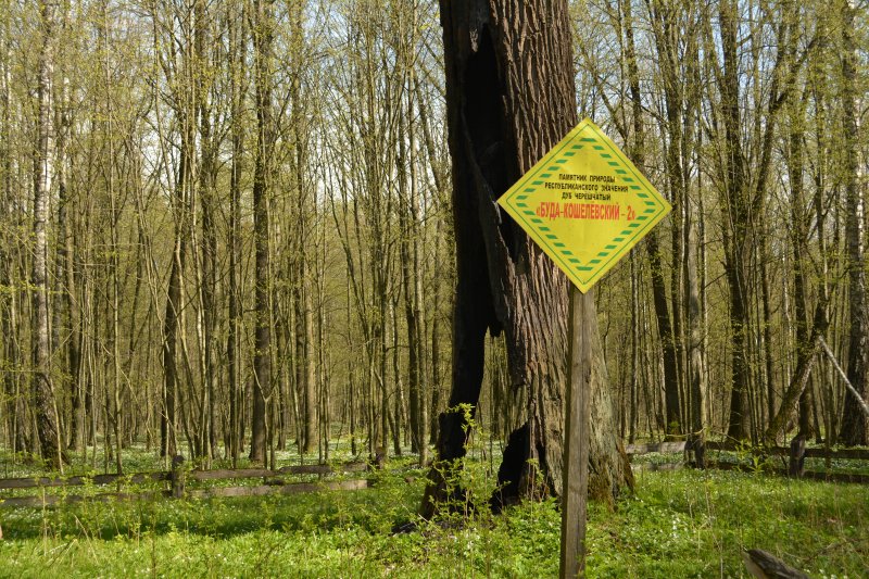 ÐÑÐ± ÑÐ°ÑÑÑÑÐ°ÑÑ Â«ÐÑÐ´Ð°-ÐÐ°ÑÐ°Ð»ÑÑÑÐºÑ-2Â» Ð· Ð²ÐµÐ»ÑÐ·Ð°ÑÐ½ÑÐ¼ Ð´ÑÐ¿Ð»Ð¾Ð¼ Ñ ÑÑÐ²Ð°Ð»Ðµ. Ð¤Ð¾ÑÐ°: ÐÑÐ½Ð¿ÑÑÑÐ¾Ð´Ñ