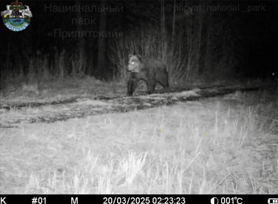 Ð¤Ð¾ÑÐ¾ - ÐÐ°ÑÐ¿Ð°ÑÐº "ÐÑÐ¸Ð¿ÑÑÑÐºÐ¸Ð¹"