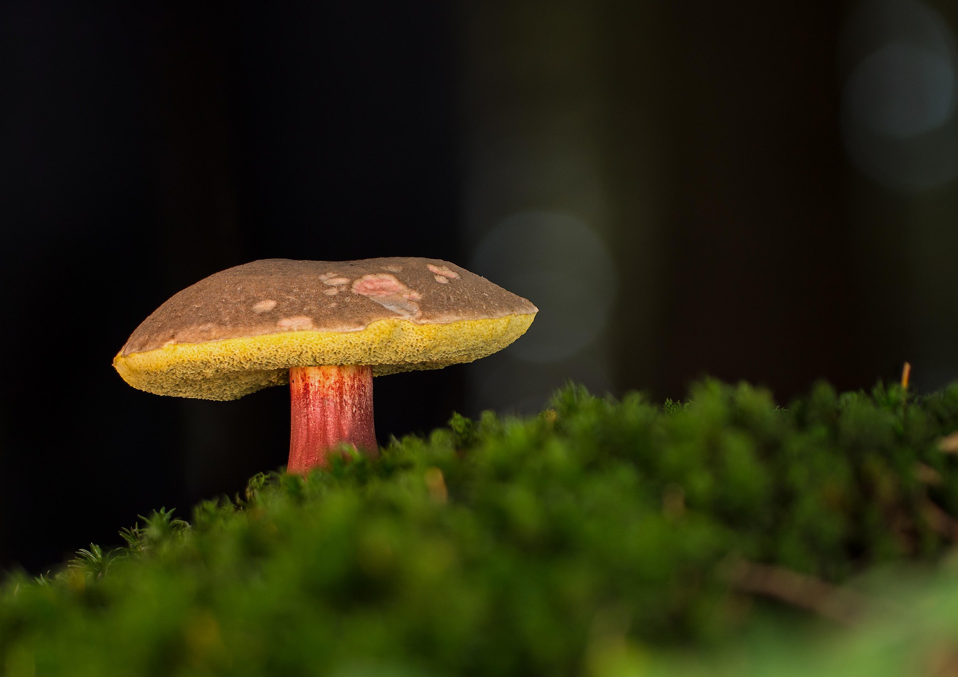 Ð¤Ð¾ÑÐ° - pixabay.com