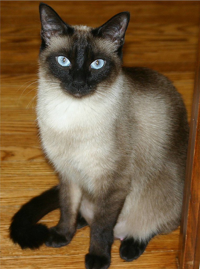 Ð¡Ð¸Ð°Ð¼ÑÐºÐ°Ñ ÐºÐ¾ÑÐºÐ° â ÑÐ¸Ð¿Ð¸ÑÐ½ÑÐ¹ ÐºÐ¾Ð»Ð¾ÑÐ¿Ð¾Ð¹Ð½Ñ.Â&nbsp;TrinnyTrue / wikimedia commons / CC BY-SA 3.0