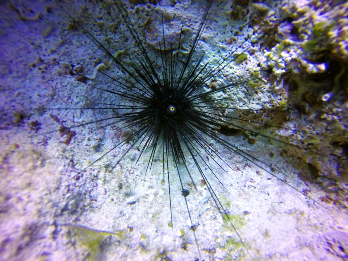 Diadema setosum - ÑÐµÑÐ½ÑÐ¹ Ð¼Ð¾ÑÑÐºÐ¾Ð¹ ÐµÐ¶ Ñ Ð´Ð»Ð¸Ð½Ð½ÑÐ¼Ð¸ Ð¸Ð³Ð»Ð°Ð¼Ð¸. Ð¤Ð¾ÑÐ¾ - ua.depositphotos.com