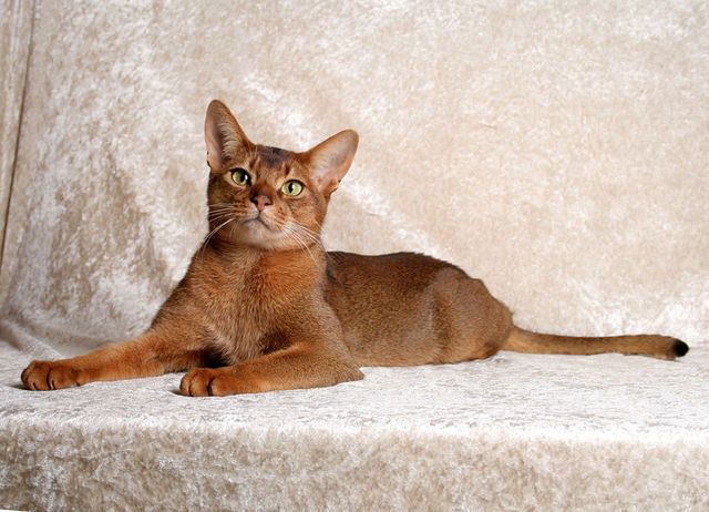 ÐÐ±Ð¸ÑÑÐ¸Ð½ÑÐºÐ¸Ð¹ ÐºÐ¾Ñ Ñ ÐºÐ»Ð°ÑÑÐ¸ÑÐµÑÐºÐ¸Ð¼ Ð¾ÐºÑÐ°ÑÐ¾Ð¼.Â&nbsp;Brigitte von Szczawinski / wikimedia commons / CC BY-SA 3.0