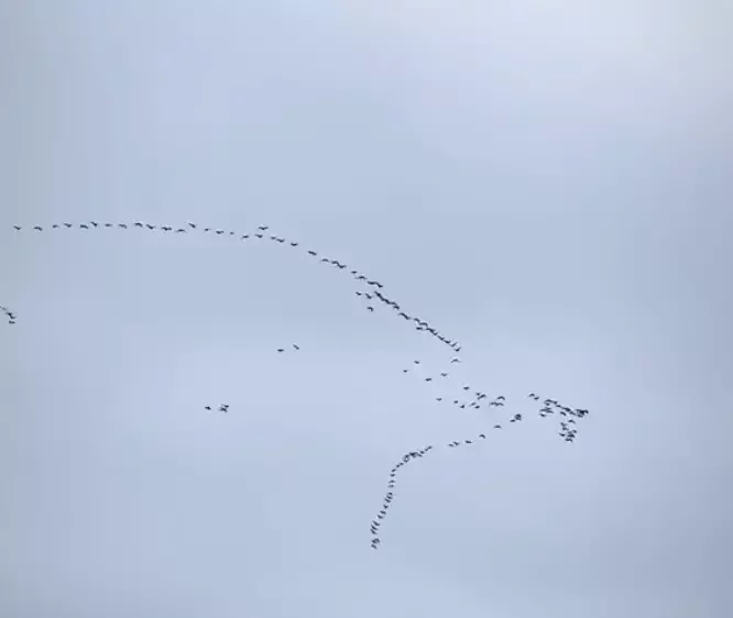 Ð¡ÐºÑÑÐ½ÑÐ¾Ñ Ð· Ð²ÑÐ´ÑÐ°