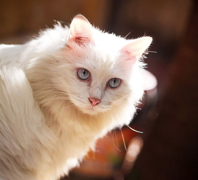 ÐÐ±ÑÐ¾Ð»ÑÑÐ½Ð¾ Ð±ÐµÐ»Ð°Ñ ÐºÐ¾ÑÐºÐ° Ñ Ð³Ð¾Ð»ÑÐ±ÑÐ¼Ð¸ Ð³Ð»Ð°Ð·Ð°Ð¼Ð¸ Ð¼Ð¾Ð¶ÐµÑ Ð±ÑÑÑ Ð³Ð»ÑÑÐ¾Ð¹.Â&nbsp;Vnt87 / wikimedia commons / CC BY-SA 4.0