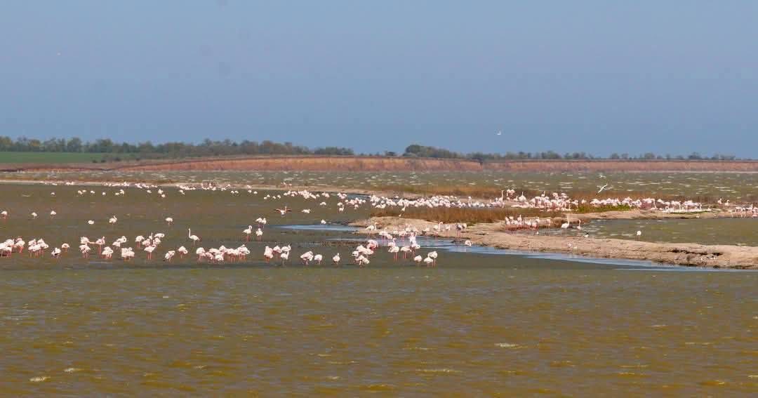 Ð&nbsp;Ð¾Ð·Ð¾Ð²ÑÐµ ÑÐ»Ð°Ð¼Ð¸Ð½Ð³Ð¾ Ð² ÐÐ´ÐµÑÑÐºÐ¾Ð¹ Ð¾Ð±Ð»Ð°ÑÑÐ¸