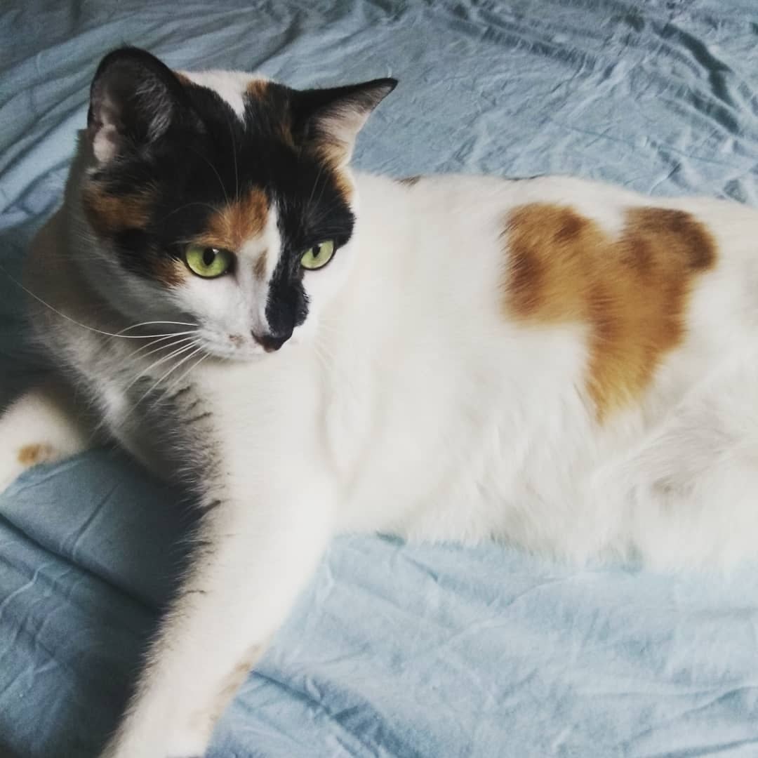 ÐÐ¾ÑÐºÐ° Ð¤Ð¾Ð»ÑÐ³Ð°, ÐºÐ°Ð»Ð¸ÐºÐ¾.Â&nbsp;ÐÐ¸ÐºÐ¾Ð»Ð°Ð¹ ÐÐ¾ÑÐ¾Ð½ÑÐ¾Ð² / N + 1