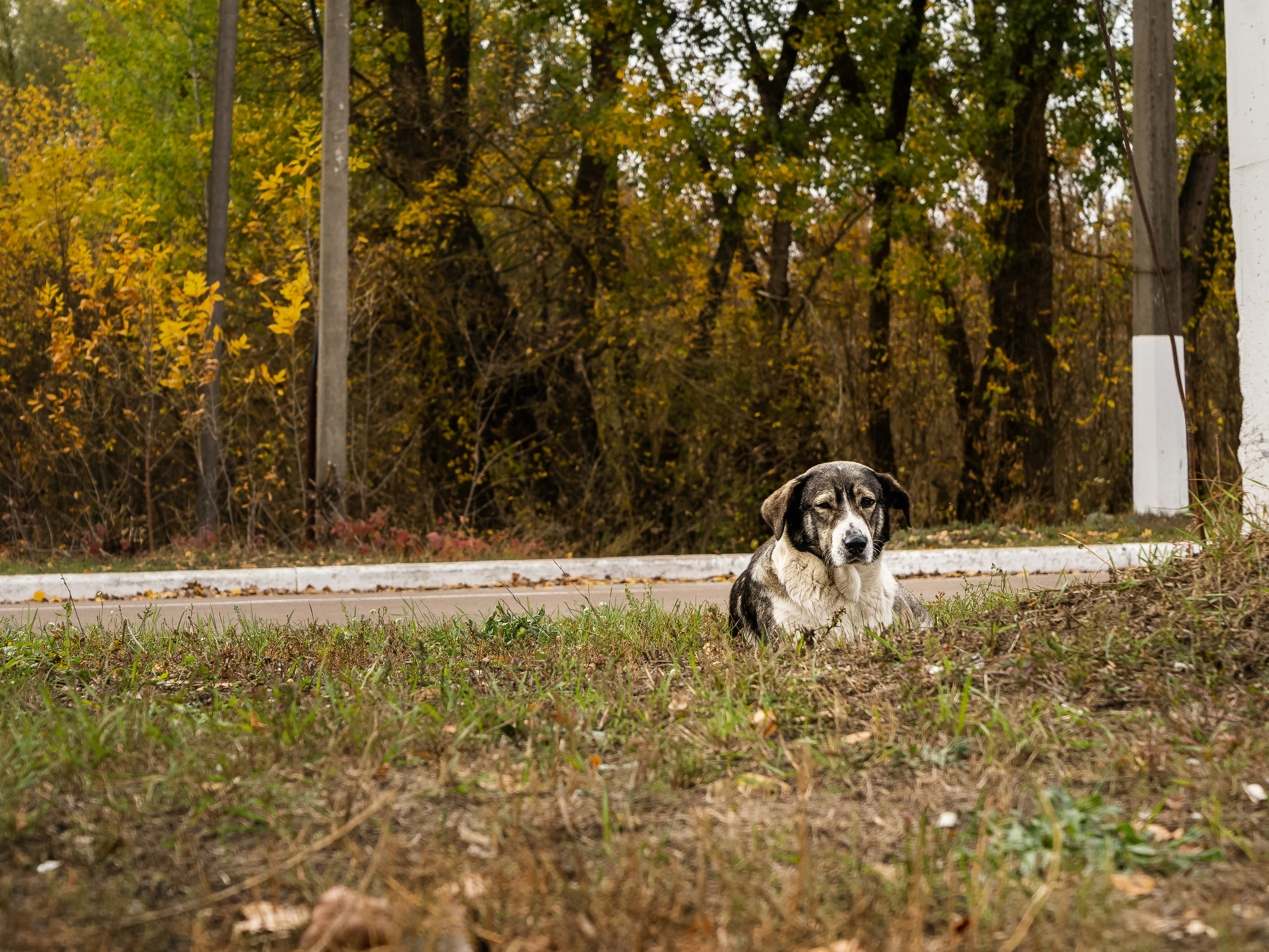 ÐÐ¾Ð·Ð»Ðµ ÐÑÐ¸Ð¿ÑÑÐ¸, 2019. Ð¤Ð¾ÑÐ¾ â Viktor Hesse Â&nbsp;Ð½Ð° Unsplash