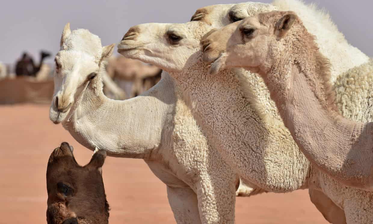 Fayez Nureldine/AFP/Getty Images