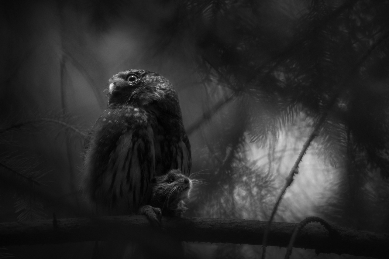 Â«ÐÐ¾Ð»ÑÐ°Ð»Ð¸Ð²Ð¾Ðµ Ð¾ÑÑÐ°ÑÐ½Ð¸ÐµÂ»  Luca Lorenz / German Society for Nature Photography