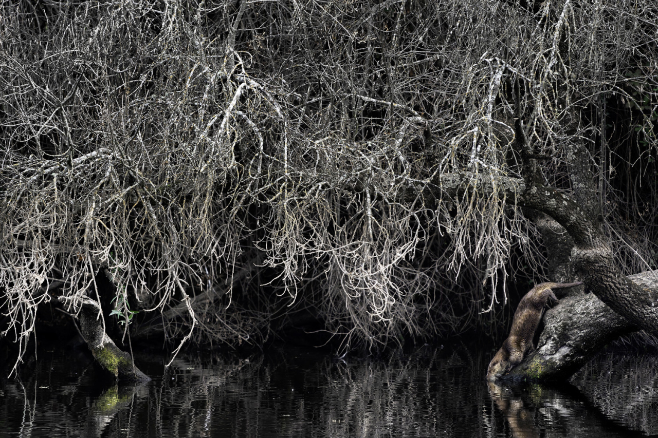 Â«ÐÐ¾ÑÐ° Ð¸ÑÐºÑÐ¿Ð°ÑÑÑÑ!Â»  Federica Cordero / German Society for Nature Photography