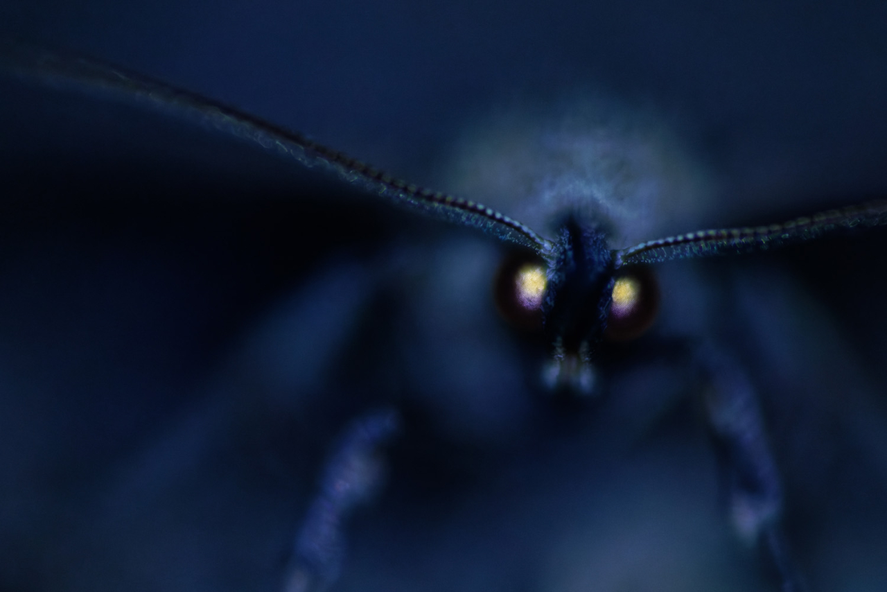 Â«ÐÐ¾ÑÐ½Ð¾Ðµ Ð·ÑÐµÐ½Ð¸ÐµÂ»   1/9  Ivo Niermann / German Society for Nature Photography
