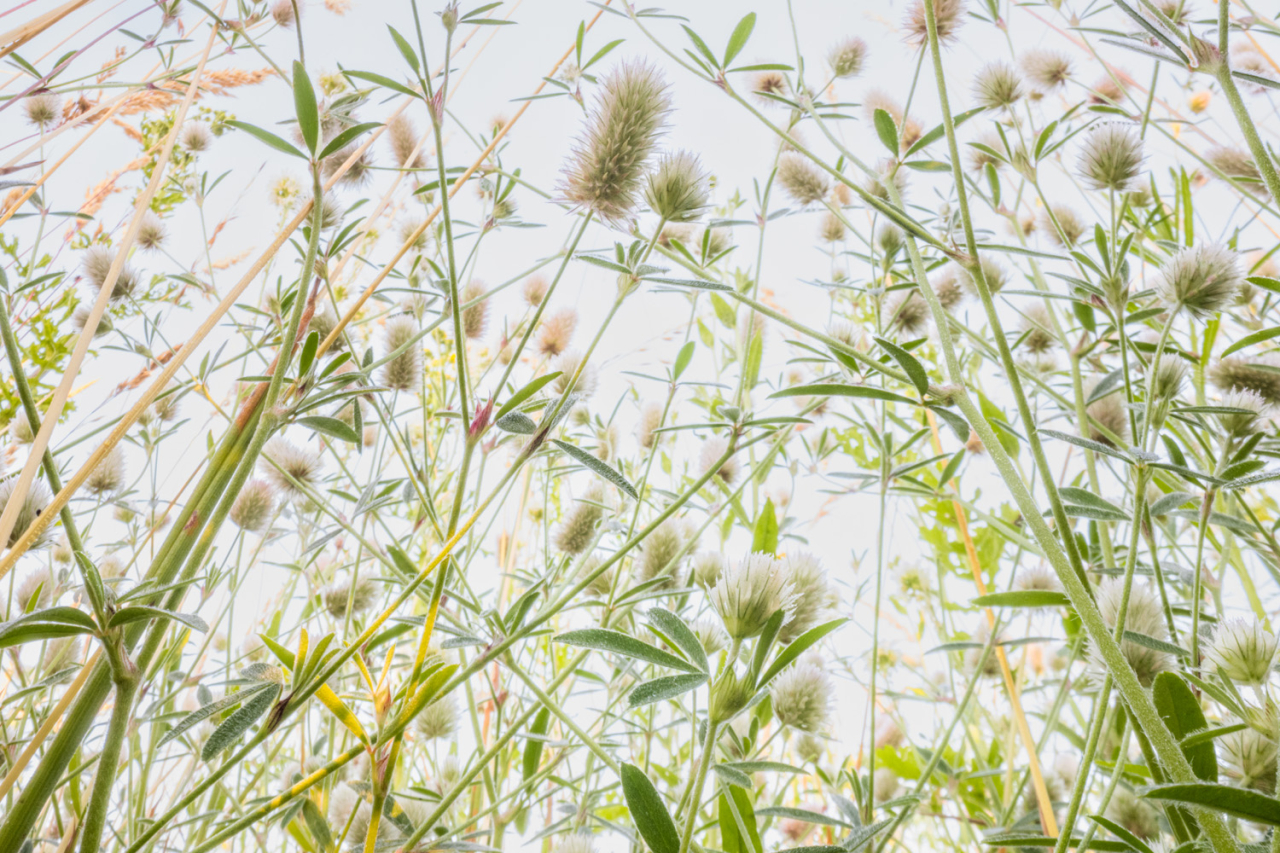 Â«ÐÐ»ÐµÐ²ÐµÑ Ð·Ð°ÑÑÑÑ Ð»Ð°Ð¿ÐºÐ°Â»   1/9  Theo Bosboom / German Society for Nature Photography
