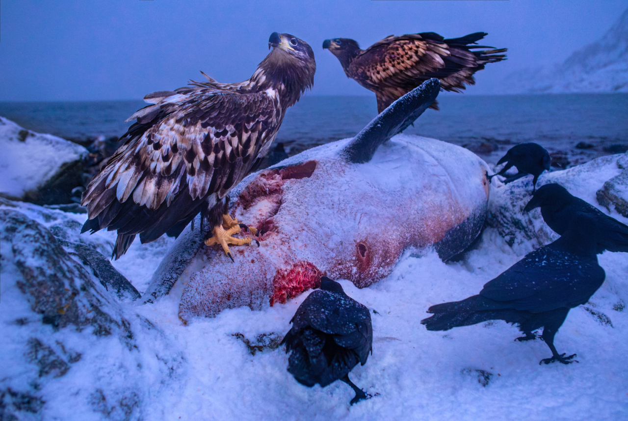 ÐÐ° Ð²ÐµÑÑÐ¸Ð½Ðµ Ð¿Ð¸ÑÐµÐ²Ð¾Ð¹ ÑÐµÐ¿Ð¸Â»   1/9  Audun Rikardsen / German Society for Nature Photography
