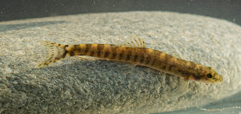 ÐÐ°ÑÐ¼Ð°Ð½ÑÐºÐ¸Ð¹ Ð³Ð¾Ð»ÐµÑ Paraschistura chrysicristinae  Re:wild