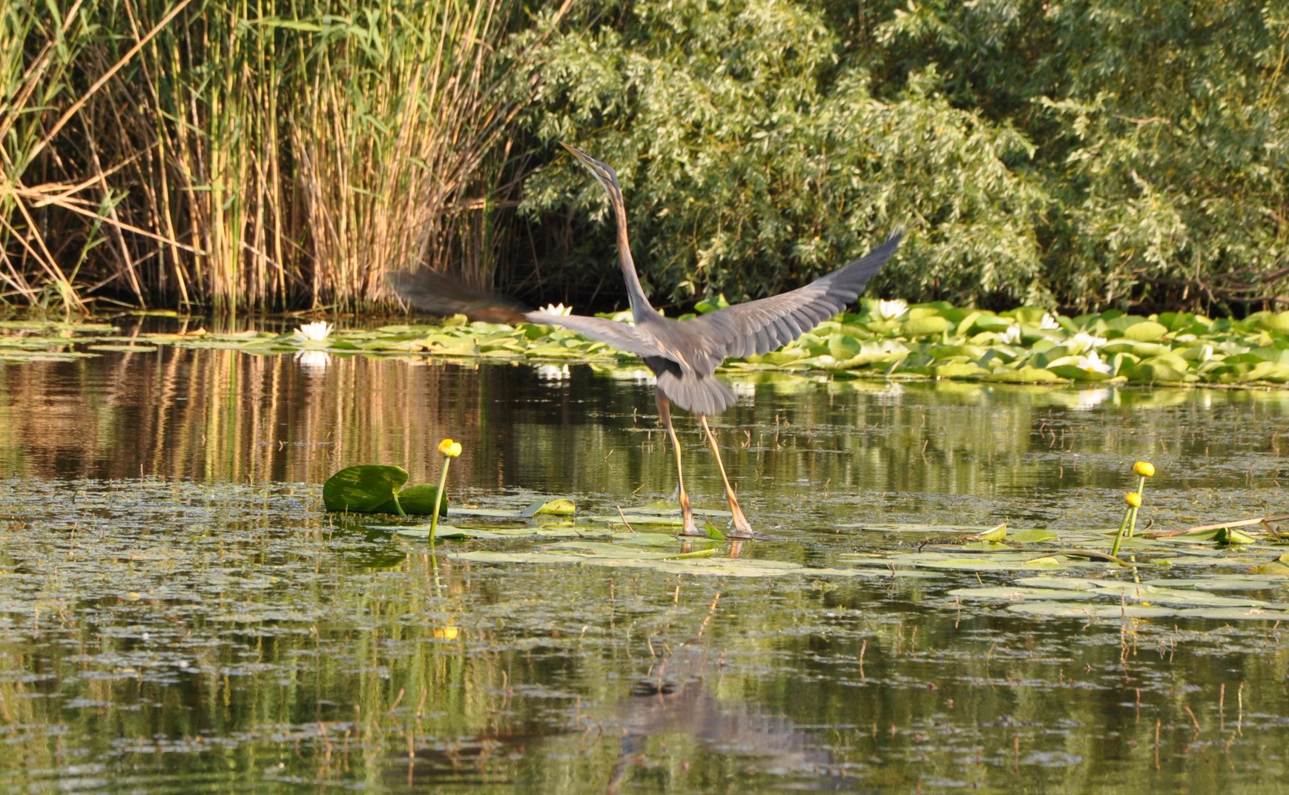 ÐÐ¾Ð´Ð½Ð¾-Ð±Ð¾Ð»Ð¾ÑÐ½ÑÐµ ÑÐ³Ð¾Ð´ÑÑ. Ð¤Ð¾ÑÐ¾ - ÐÐ¸ÐºÑÐ¾Ñ ÐÑÑÐµÐ»