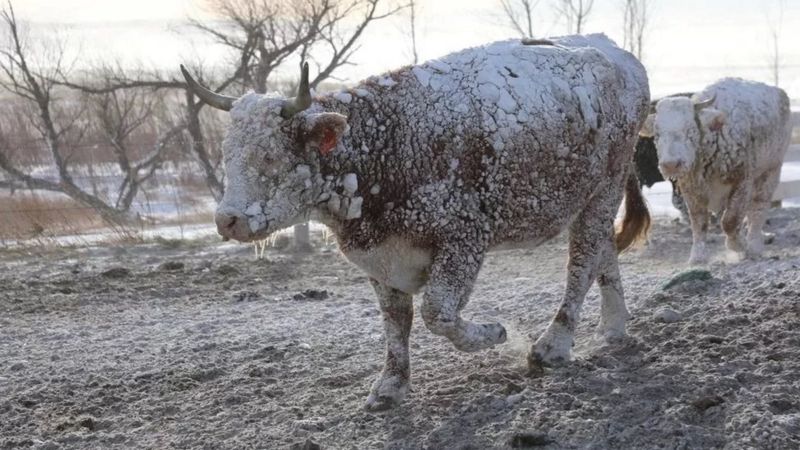 Ð¡ÑÐ°Ð´Ð¾ ÐºÐ¾ÑÐ¾Ð² Ð¿Ð¾Ð¿Ð°Ð»Ð¾ Ð² Ð¼ÐµÑÐµÐ»Ñ Ð² Ð®Ð¶Ð½Ð¾Ð¹ ÐÐ°ÐºÐ¾ÑÐµ. Ð¤Ð¾ÑÐ¾ - Reuters